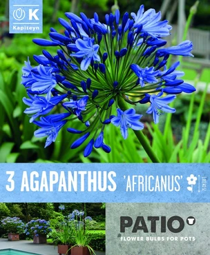 Bag Patio Agapanthus Africanus