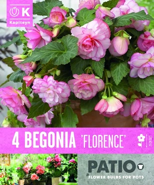 Bag Patio Begonia Cascade Florence 