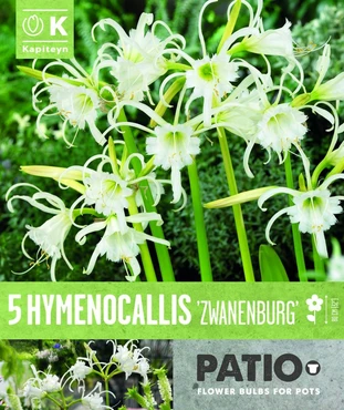 Bag Patio Hymenocallis Fest Zwanenburg 
