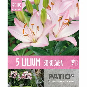 Bag Patio Lilium Sorocaba