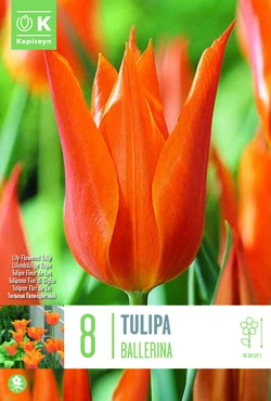 Ballerina Tulip Bulbs