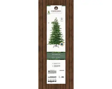 Balsamea Fir 7 ft - image 2