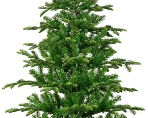 Balsamea Fir 7 ft - image 3