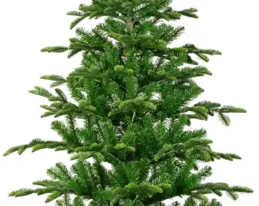 Balsamea Fir 7 ft - image 3