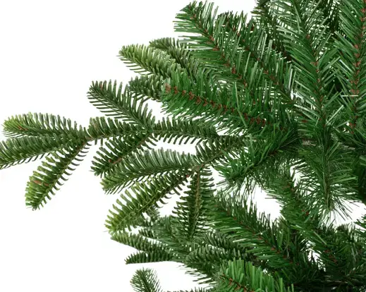 Balsamea Fir 7 ft - image 7