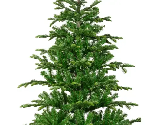 Balsamea Fir 8ft - image 3