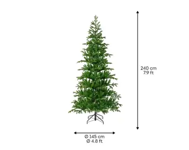 Balsamea Fir 8ft - image 6