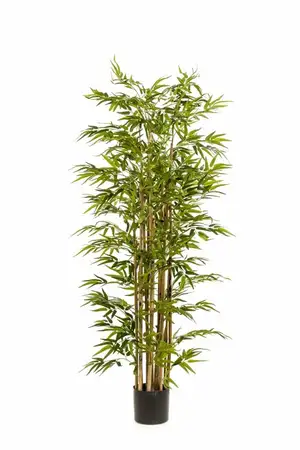 Bamboo Deluxe X15 175cm/1520lvs