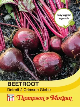 Beetroot Detroit 2 Crimson Globe
