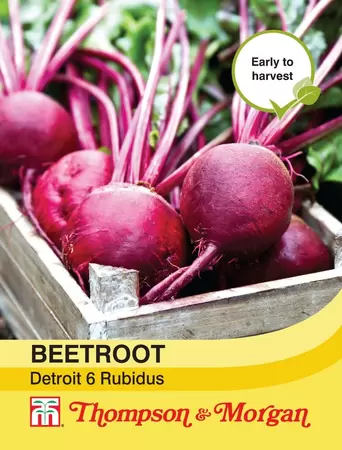 Beetroot Detroit 6 Rubidus