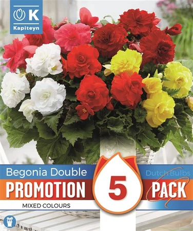 Begonia Double Pink And White X 5 6-7