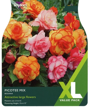 BEGONIA PICOTEE MIXED 4-5 XL