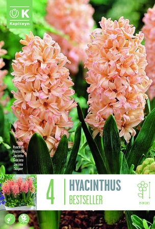 Bestseller Hyacinth Bulbs