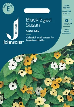 Black Eyed Susan Susie Mix
