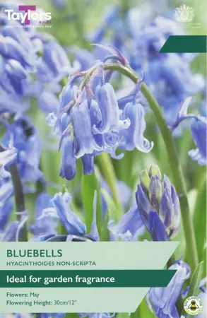 Bluebells (Hyacinthoides Non-Scripta) 6-8 P/P