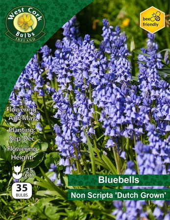 Bluebells Non Scripta 35 Bulbs