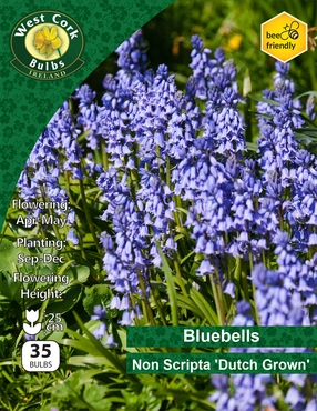 Bluebells Non Scripta 7 Bulbs