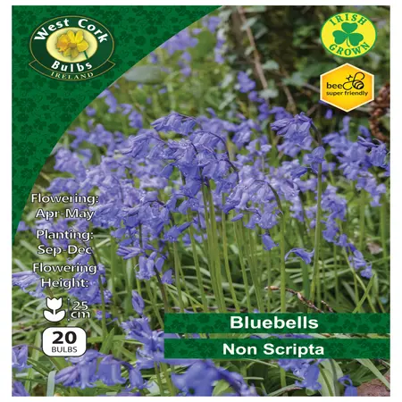 Bluebells Non Scripta 'Irish Grown' 20 Bulbs Size 6/7