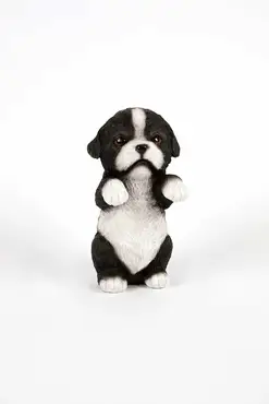 Border Collie Pup