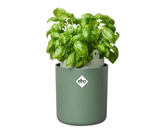 Bouncy Basil (Leaf Green) - image 3