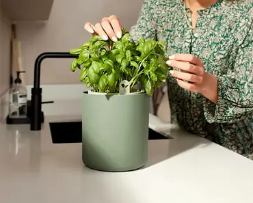 Bouncy Basil (Leaf Green) - image 4