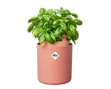 Bouncy Basil (Toffee Terra) - image 3