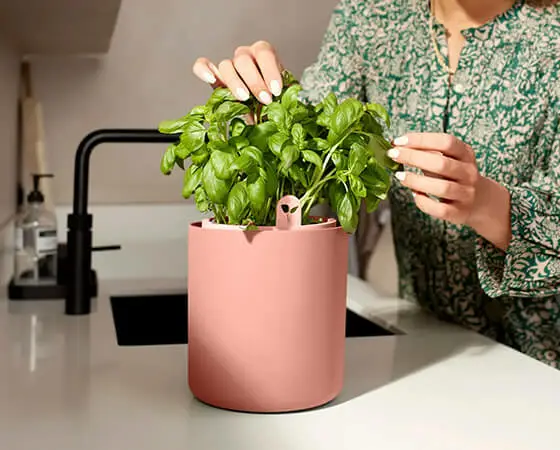 Bouncy Basil (Toffee Terra) - image 4