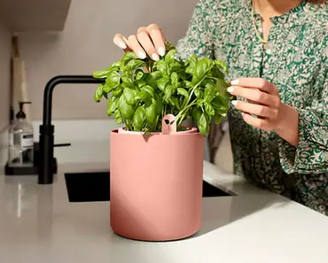 Bouncy Basil (Toffee Terra) - image 4