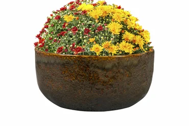 Bowl Brian Desert D21 H10 - image 2