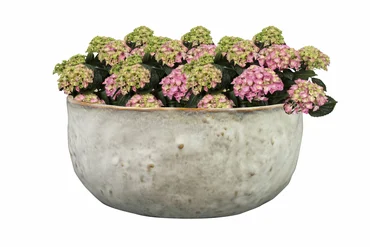 Bowl Brian Ivory D21 H10 - image 3