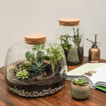 Bowl Shape Large Terrarium Diy Kit - image 3
