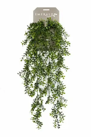 Boxwood Hanging Bush  75cm