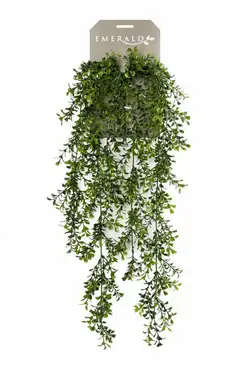 Boxwood Hanging Bush  75cm