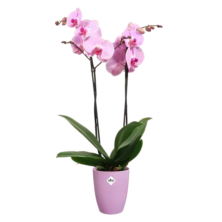 Brussels Orchid High Vivid Violet 12.5cm - image 3