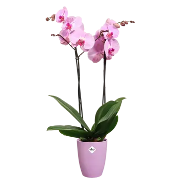 Brussels Orchid High Vivid Violet 12.5cm - image 3
