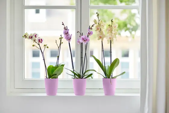Brussels Orchid High Vivid Violet 12.5cm - image 4