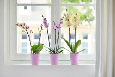 Brussels Orchid High Vivid Violet 12.5cm - image 4