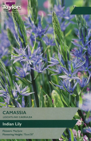 Camassia Leichtlinii Caerulea 12/14