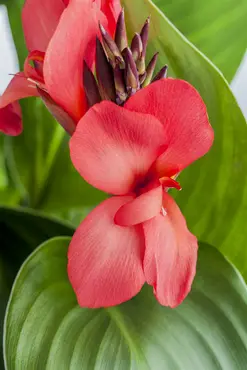 Canna Empire - image 3