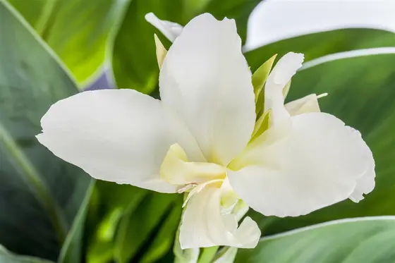 Canna Empire - image 4