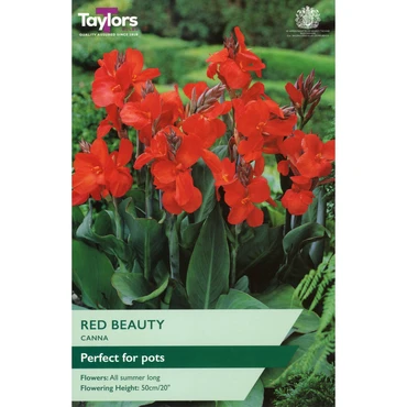 Canna Red Beauty