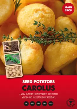 Carolus Seed potato