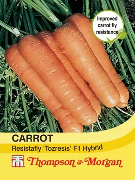 Carrot Resistafly ‘Tozresis’ F1 Hybrid