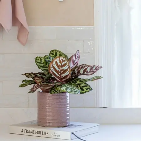 Chambray Reative Rustic Rose Planter H7cm D7cm - image 3