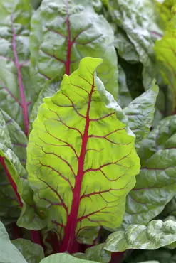 Chard Bright Lights