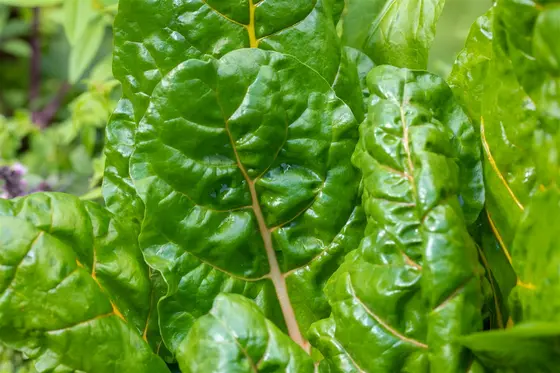 Chard Bright Lights - image 2