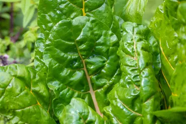 Chard Bright Lights - image 2