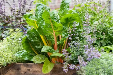 Chard Bright Lights - image 3