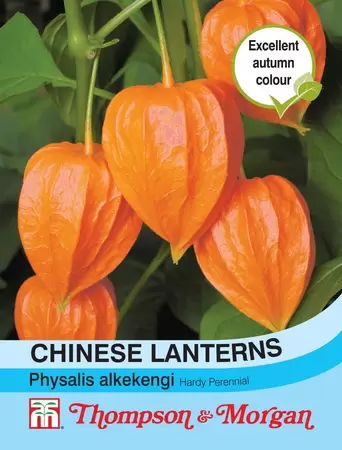 Chinese Lanterns (Physalis gigantea)