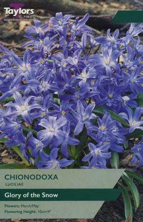 Chionodoxa Luciliae 4-5